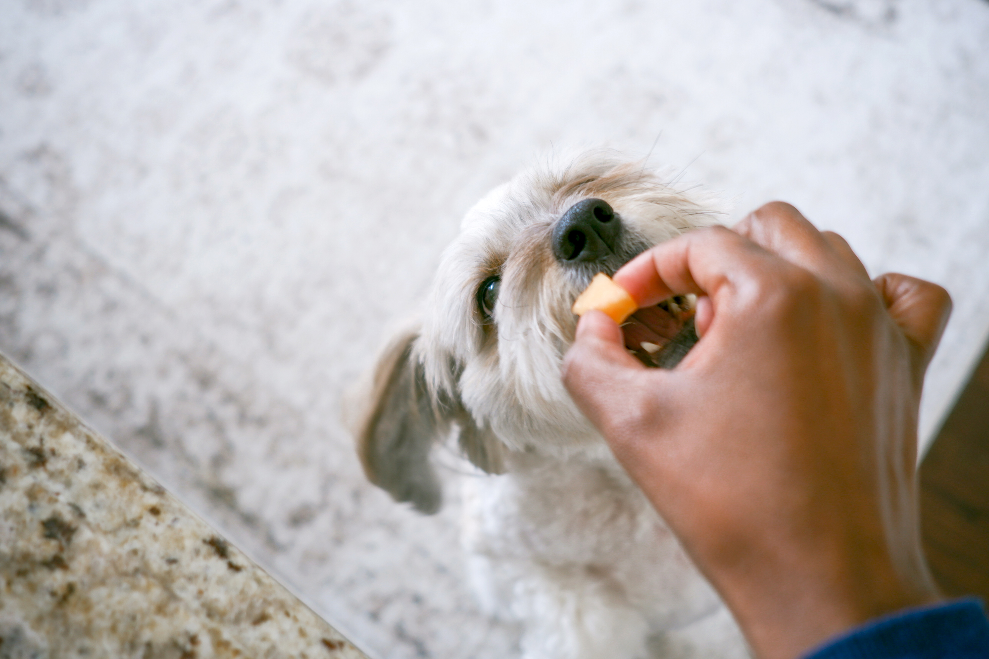 Can Dogs Have Cantaloupe? A Complete Guide for Pet Owners